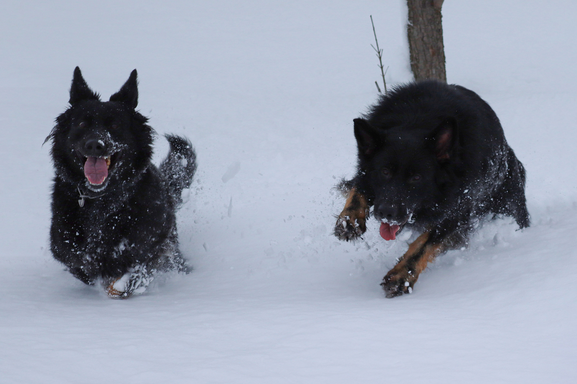 Langstockhaar Schäferhunde im Schnee