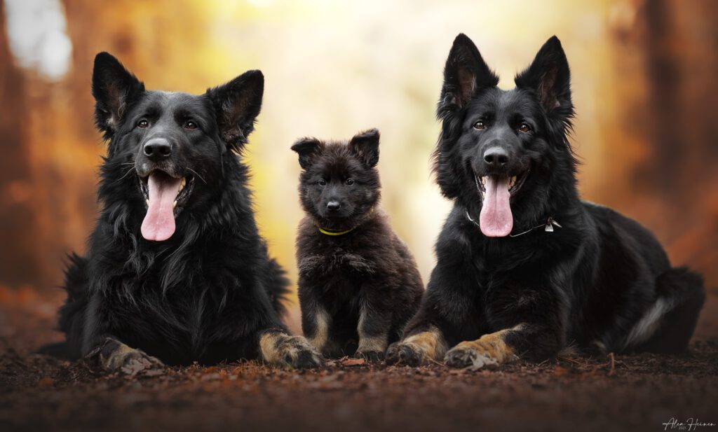Langstockhaar Schäferhunde - Zwinger von der G'fällmühle