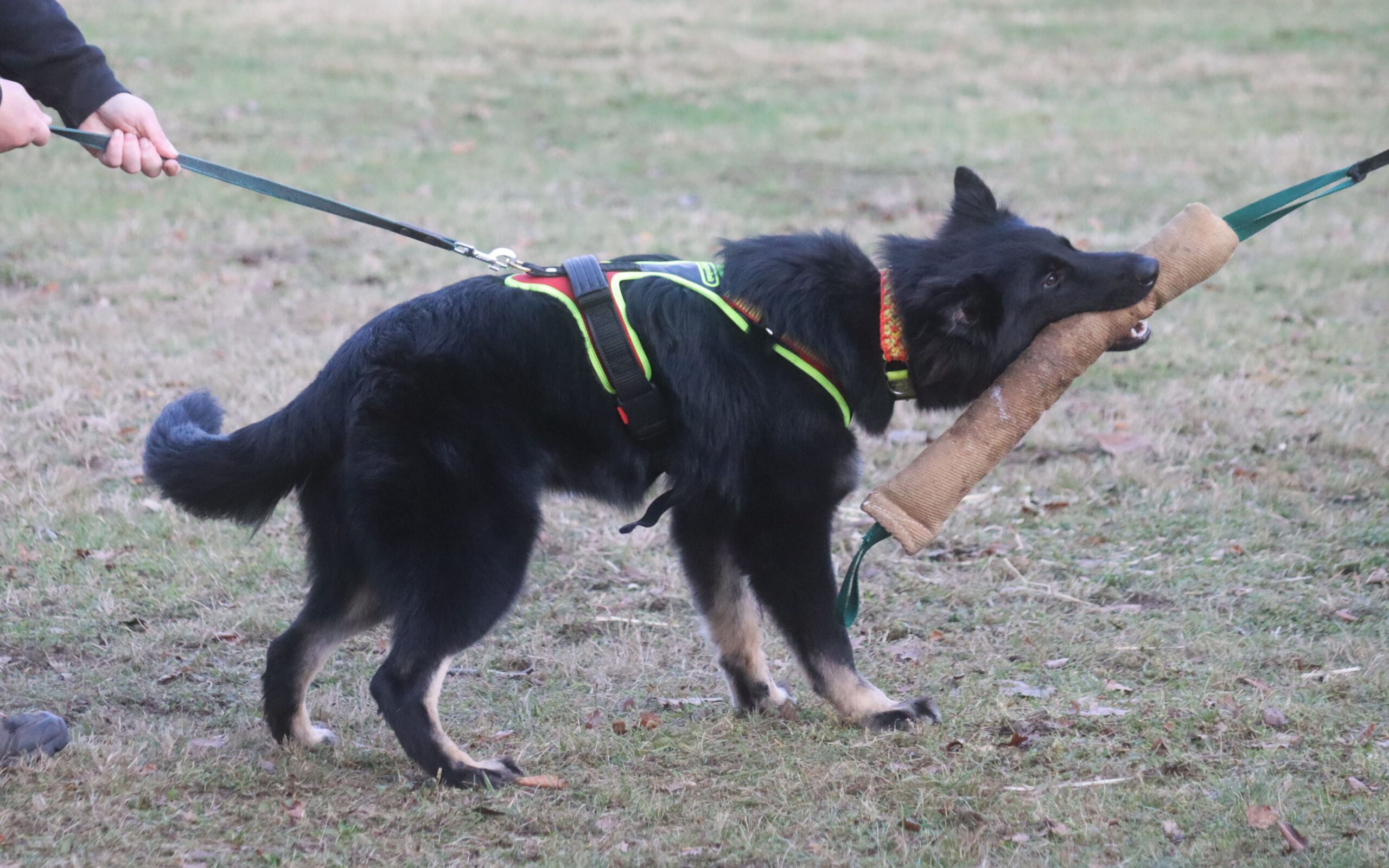 Kiowa beim Welpentreffen