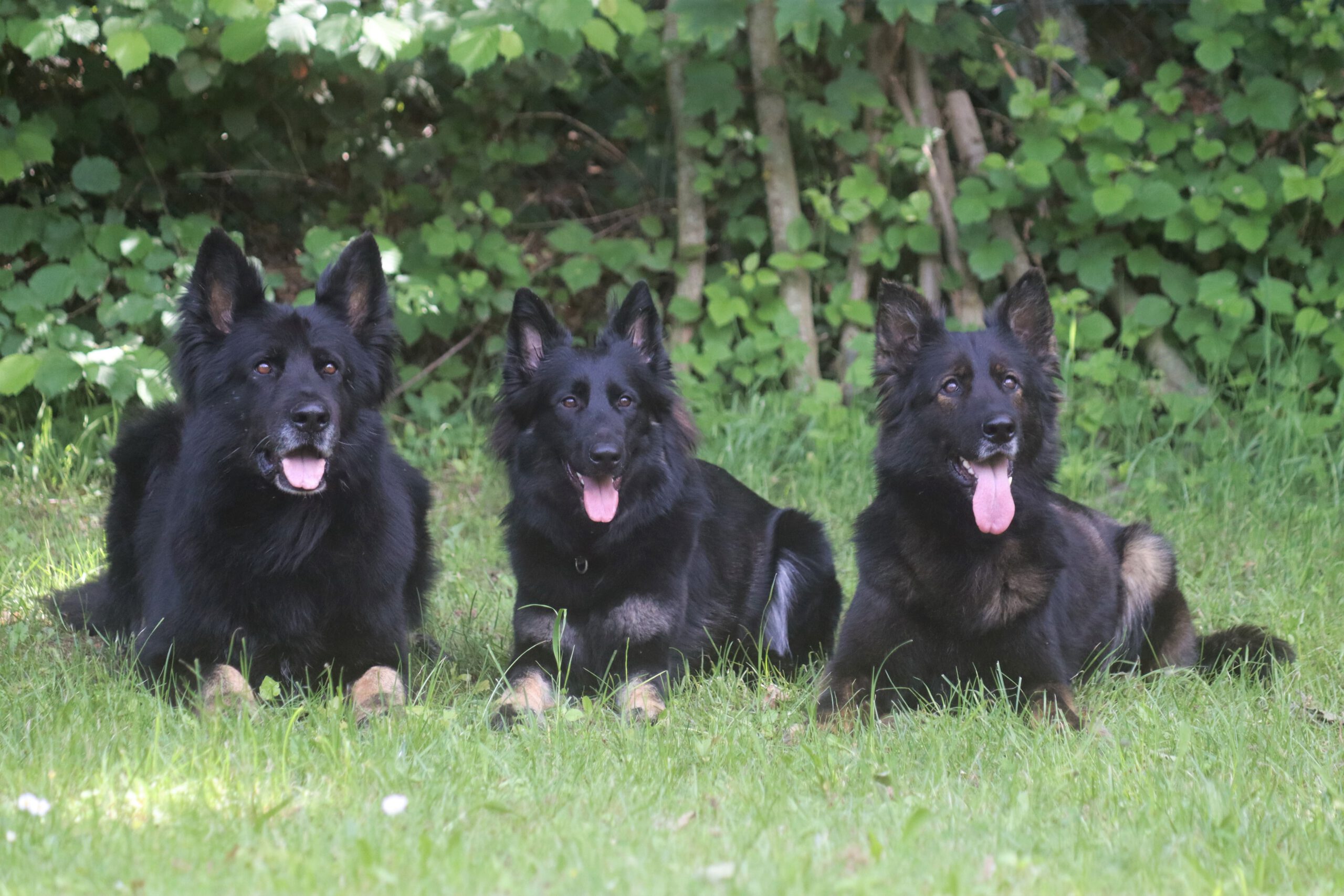 Kiowa mit Papa Amok und Mama Benja