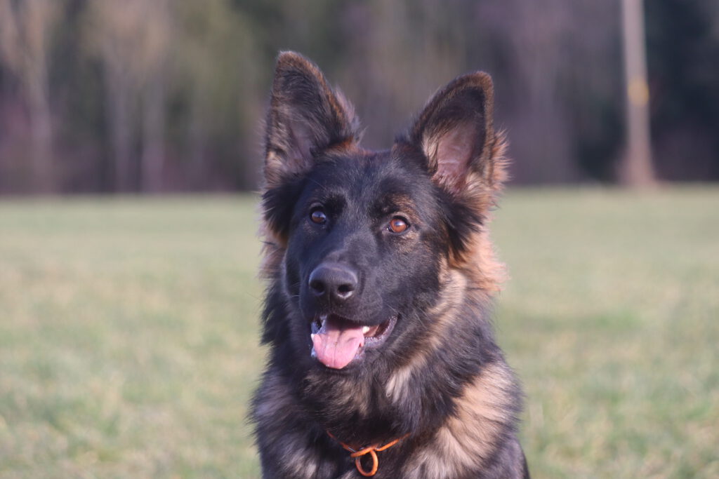 Nevada von der Geißenwand – 1. Geburtstag