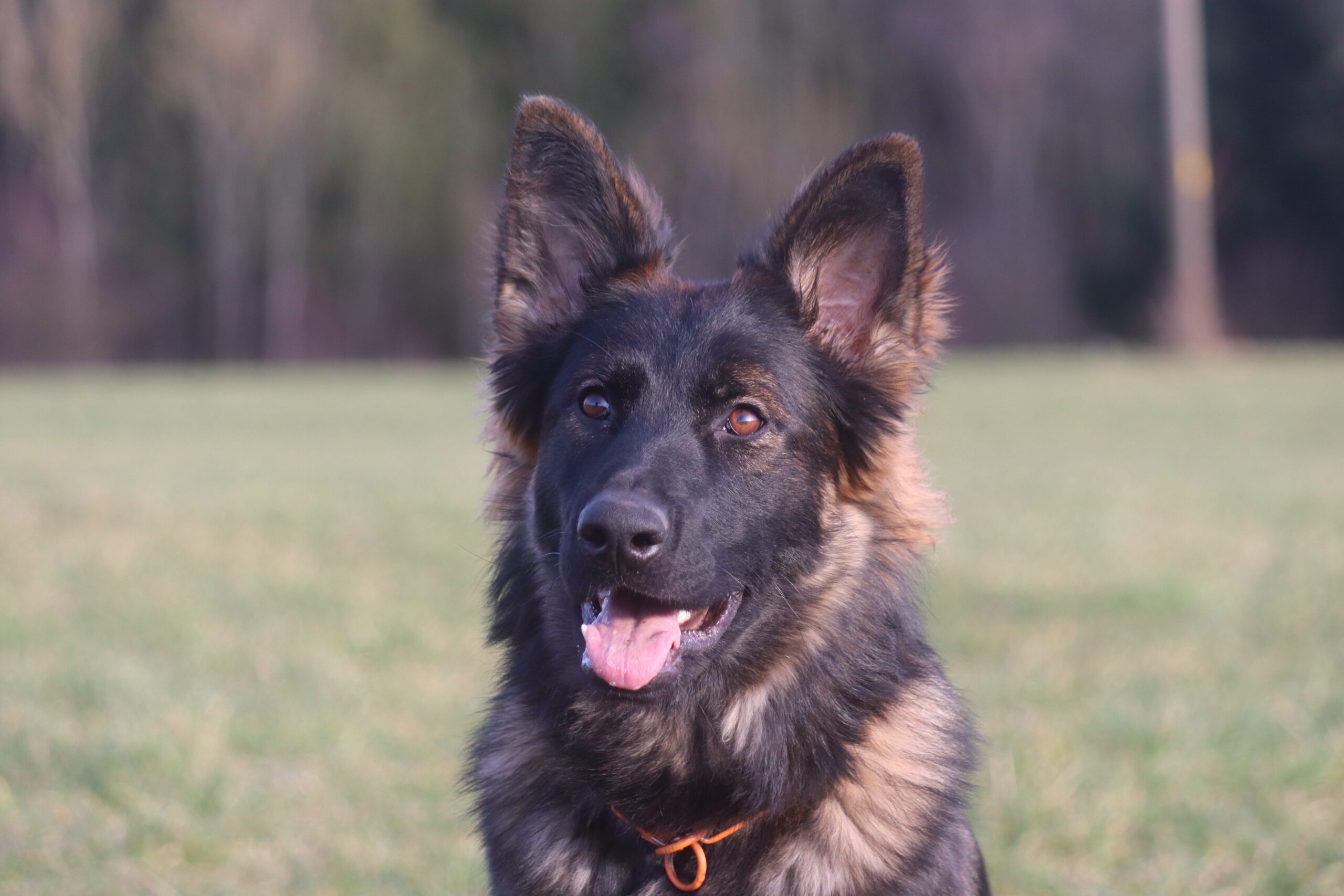 Nevada von der Geißenwand im Alter von einem Jahr