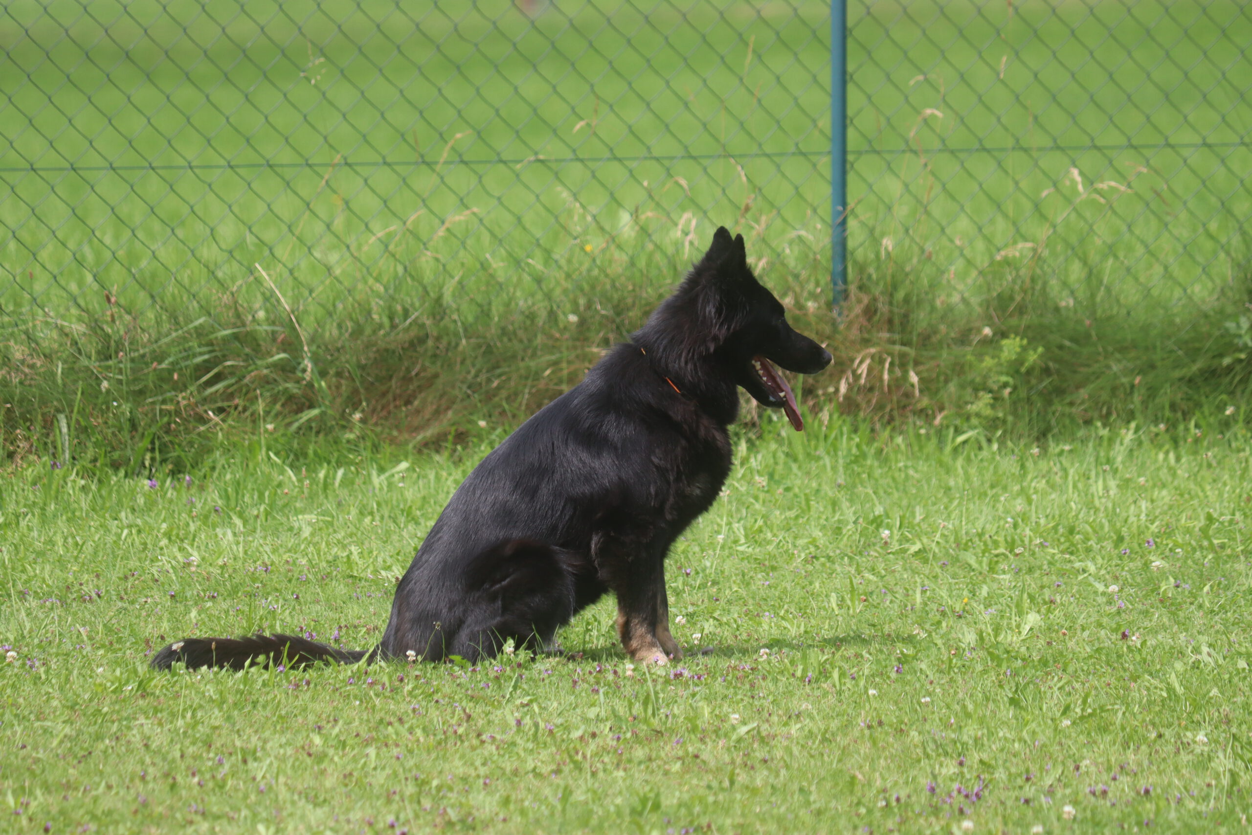 Kiowa bei der Sitzübung