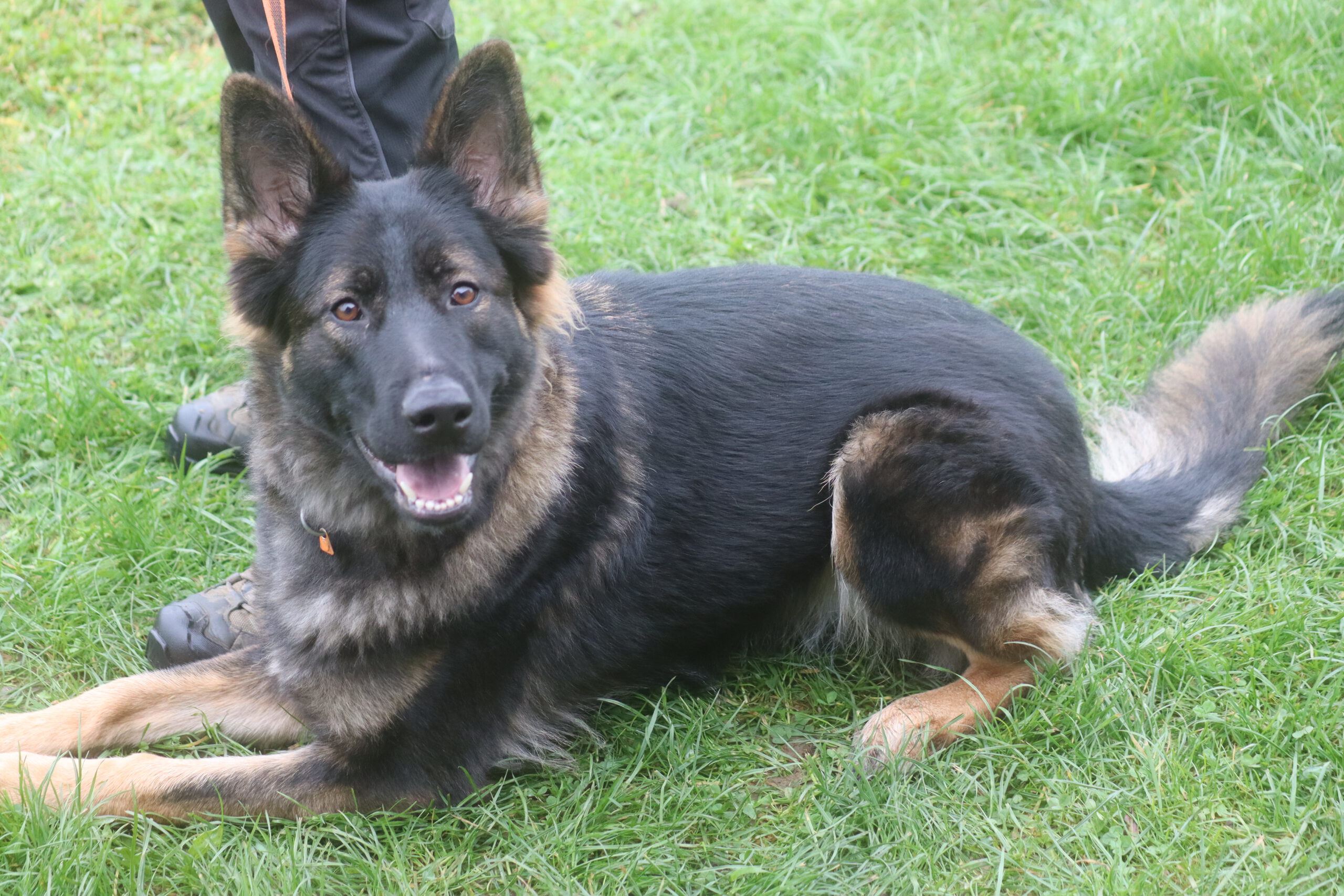 Talentsichtung von Nevada