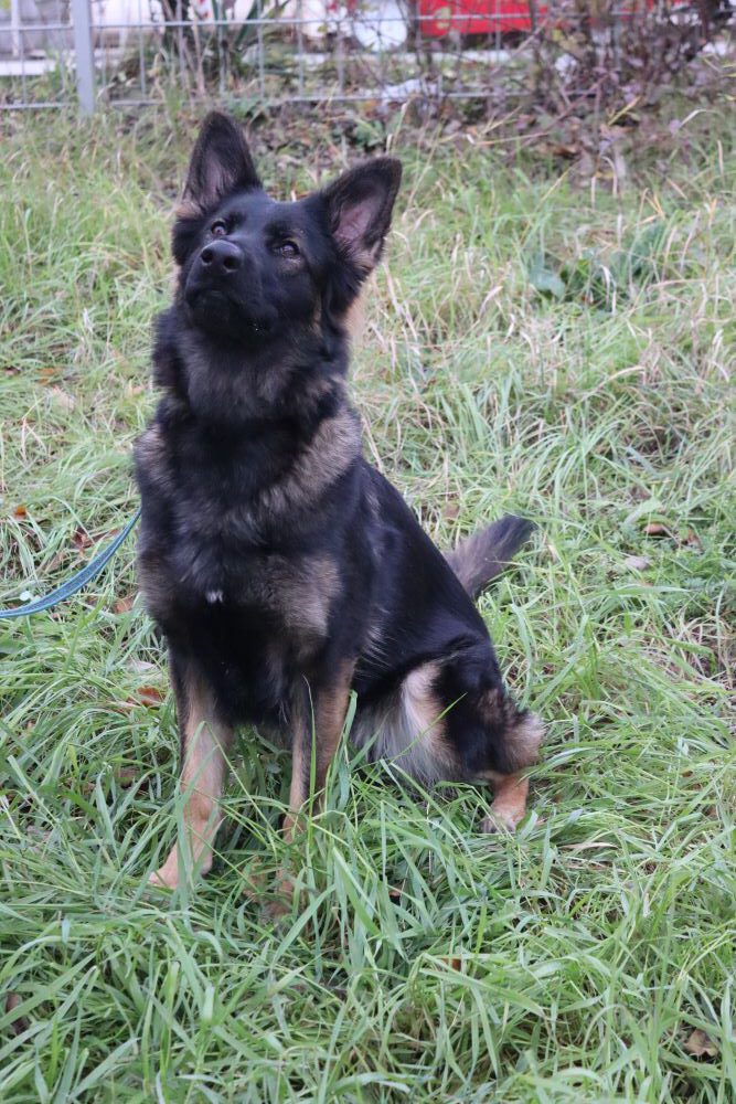 Talentsichtung von Nevada