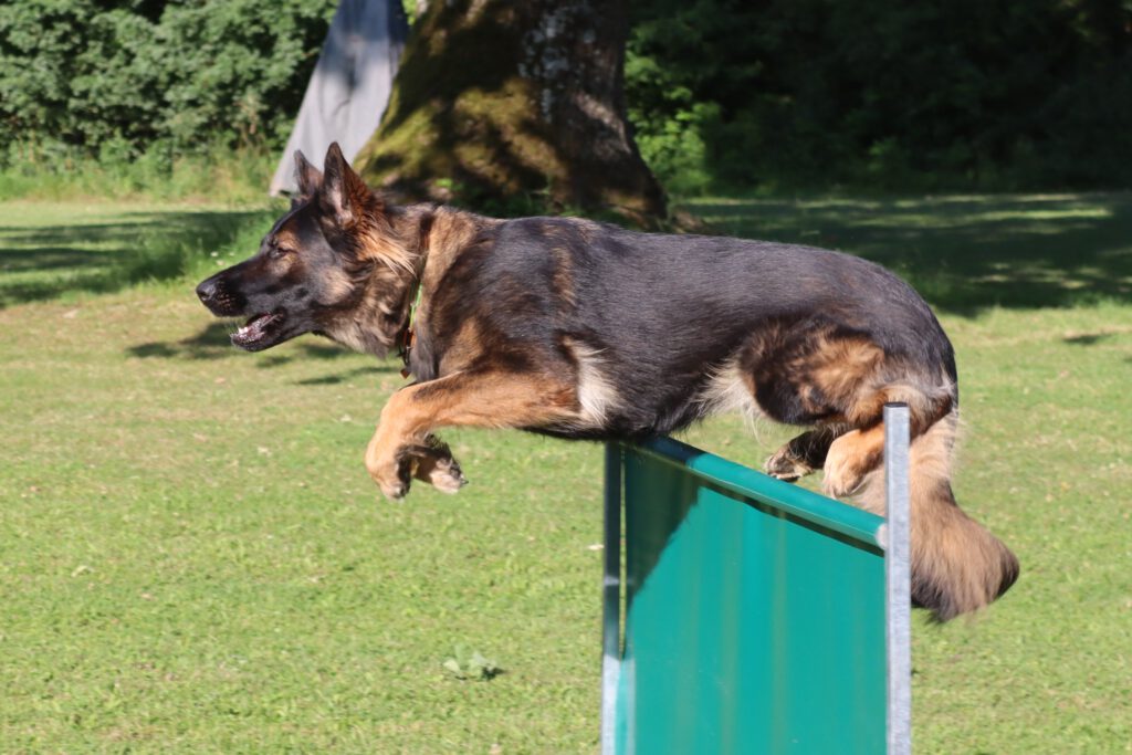 Nevada von der Geißenwand