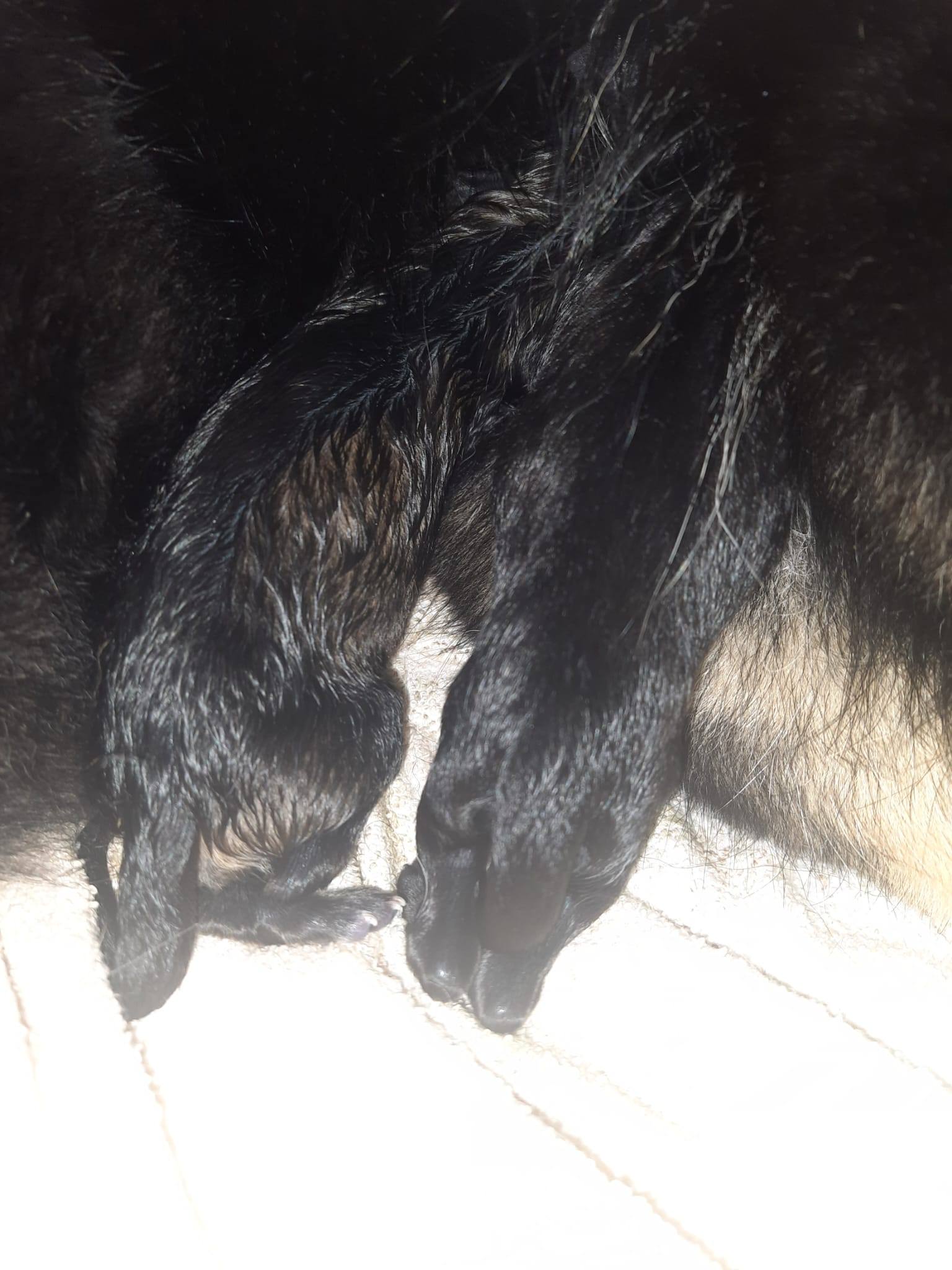 Geburt unseres A-Wurfs