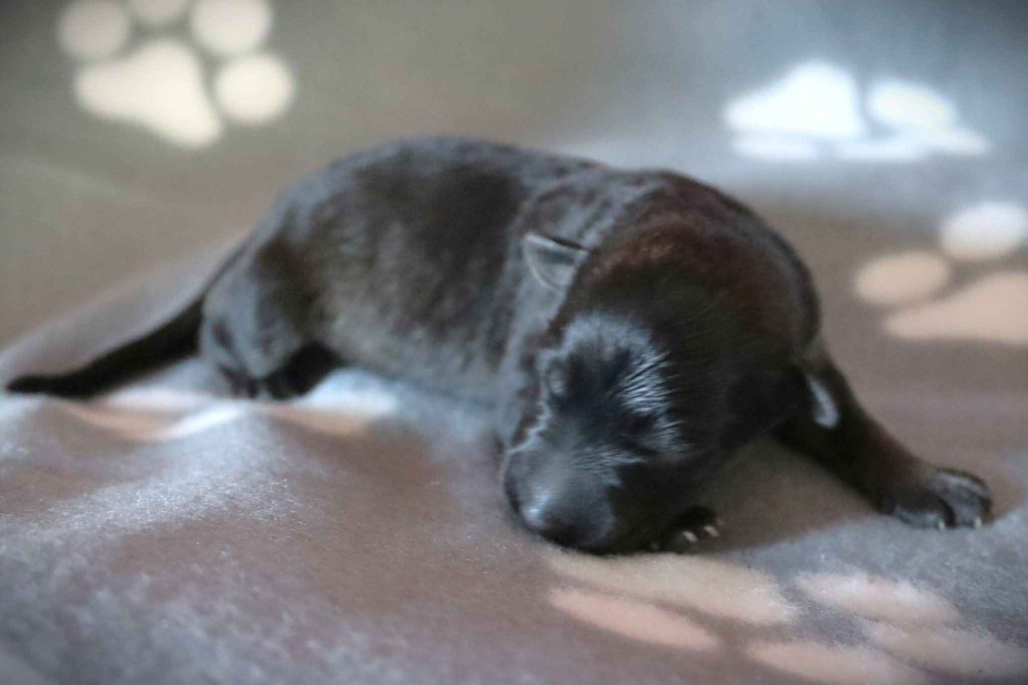 Geburt unseres A-Wurfs