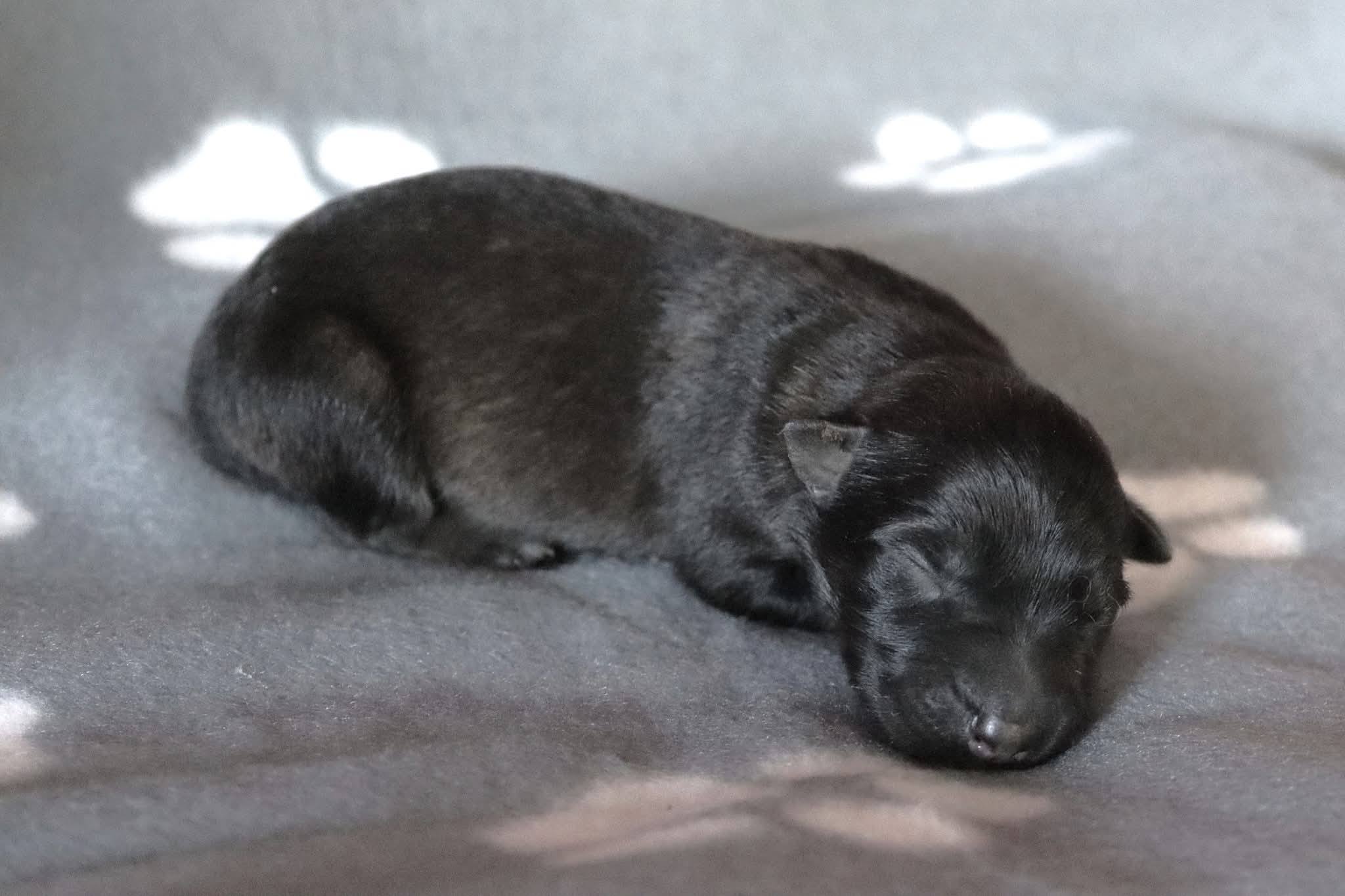 Geburt unseres A-Wurfs