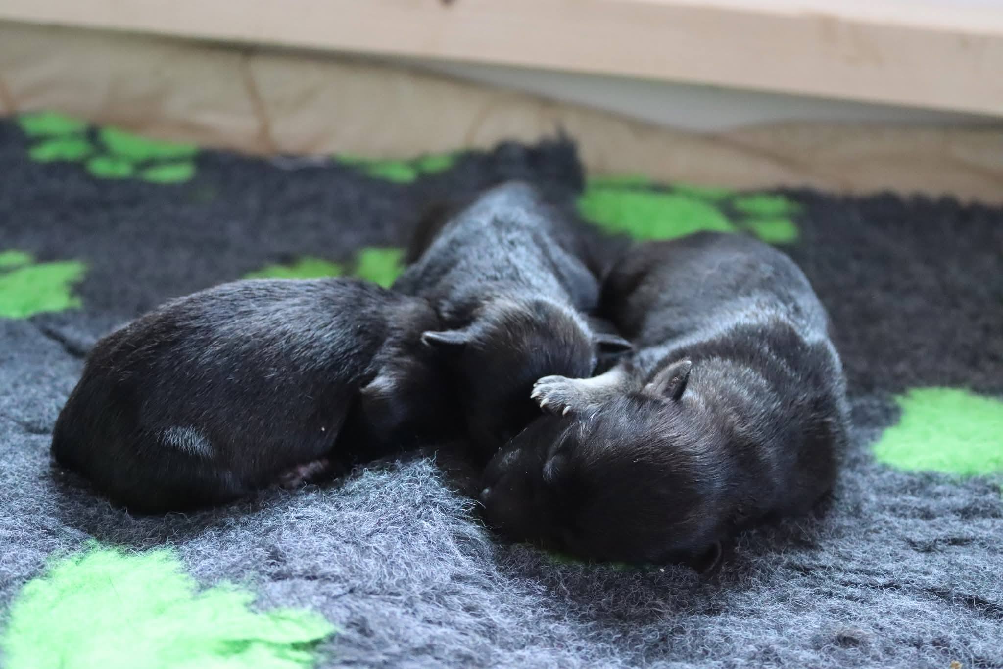 Geburt unseres A-Wurfs