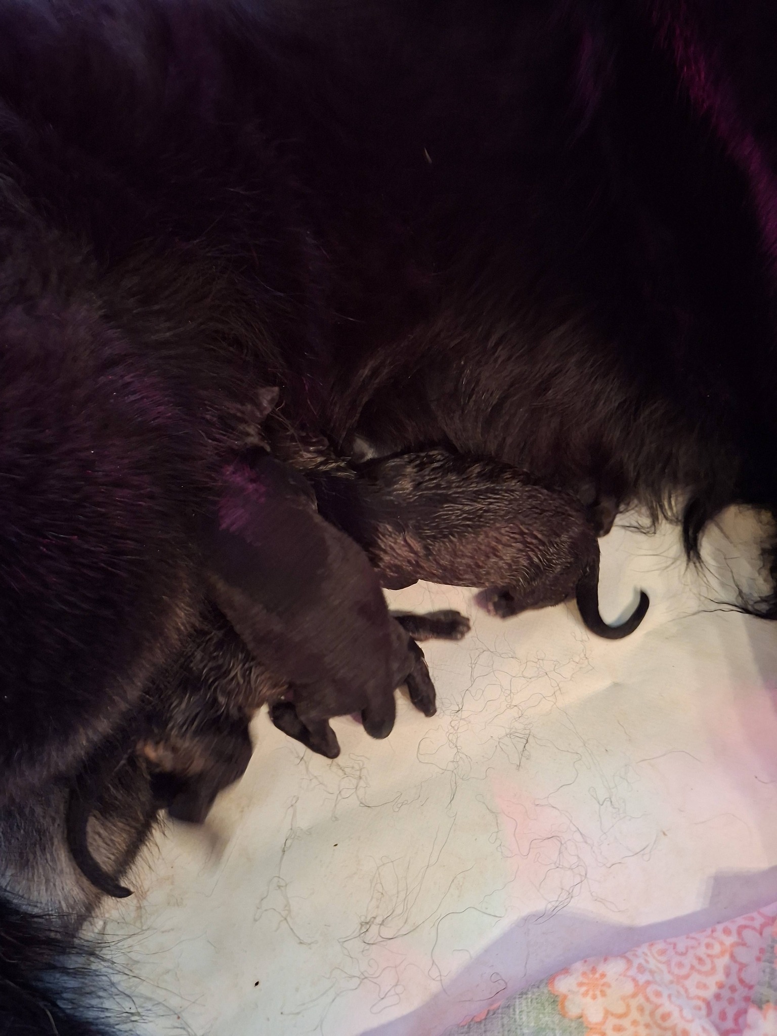 Geburt unseres A-Wurfs