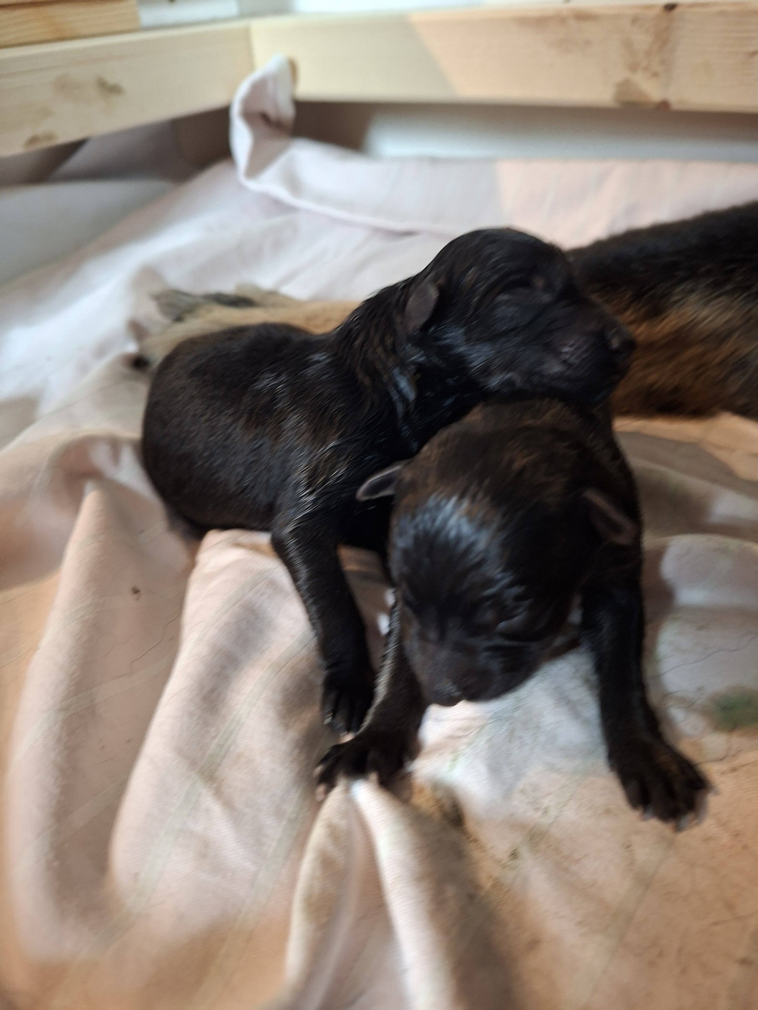 Geburt unseres A-Wurfs