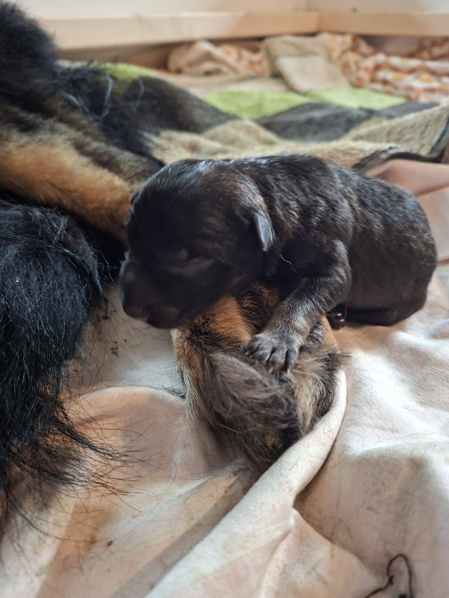 Geburt unseres A-Wurfs