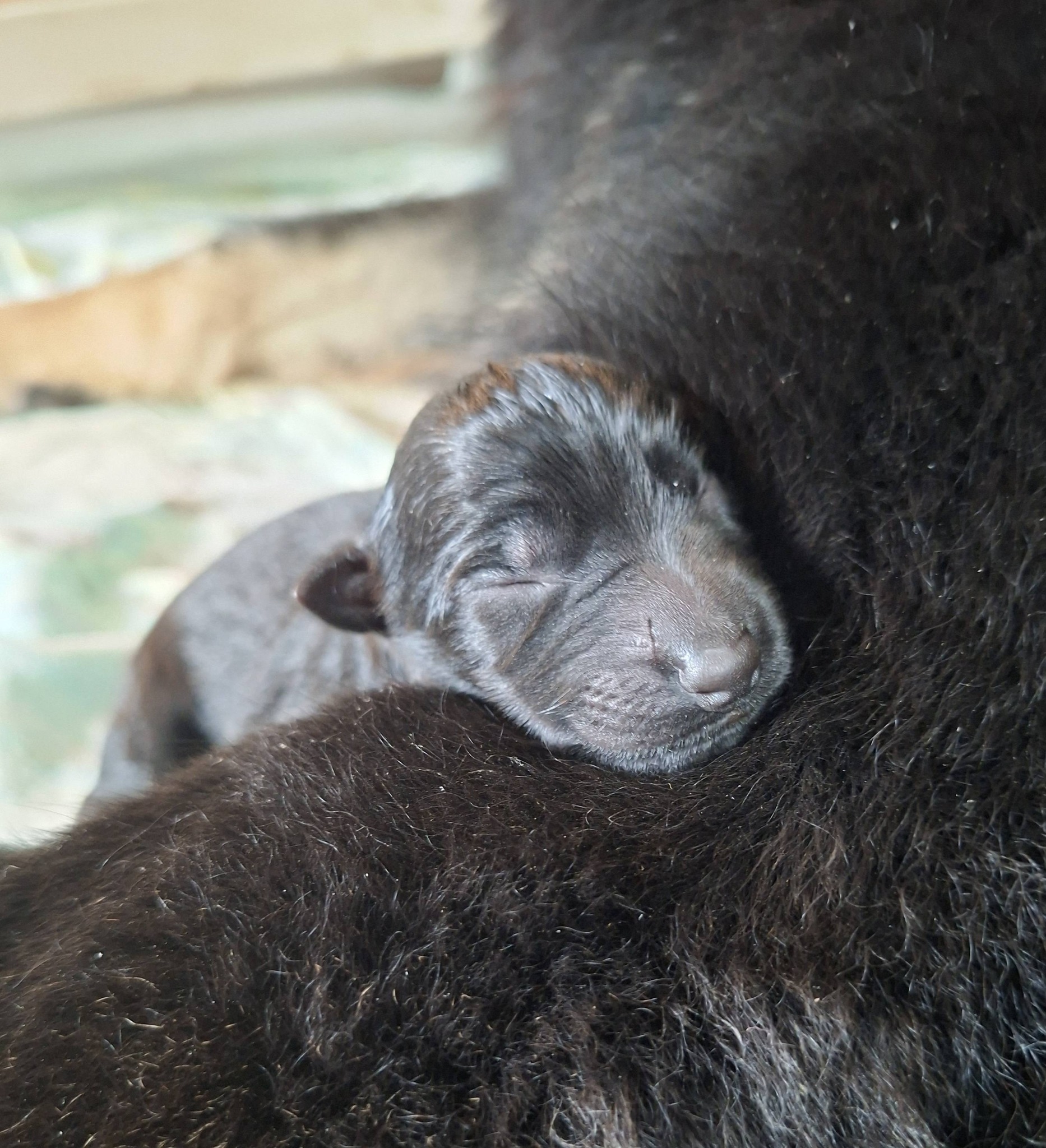 Geburt unseres A-Wurfs