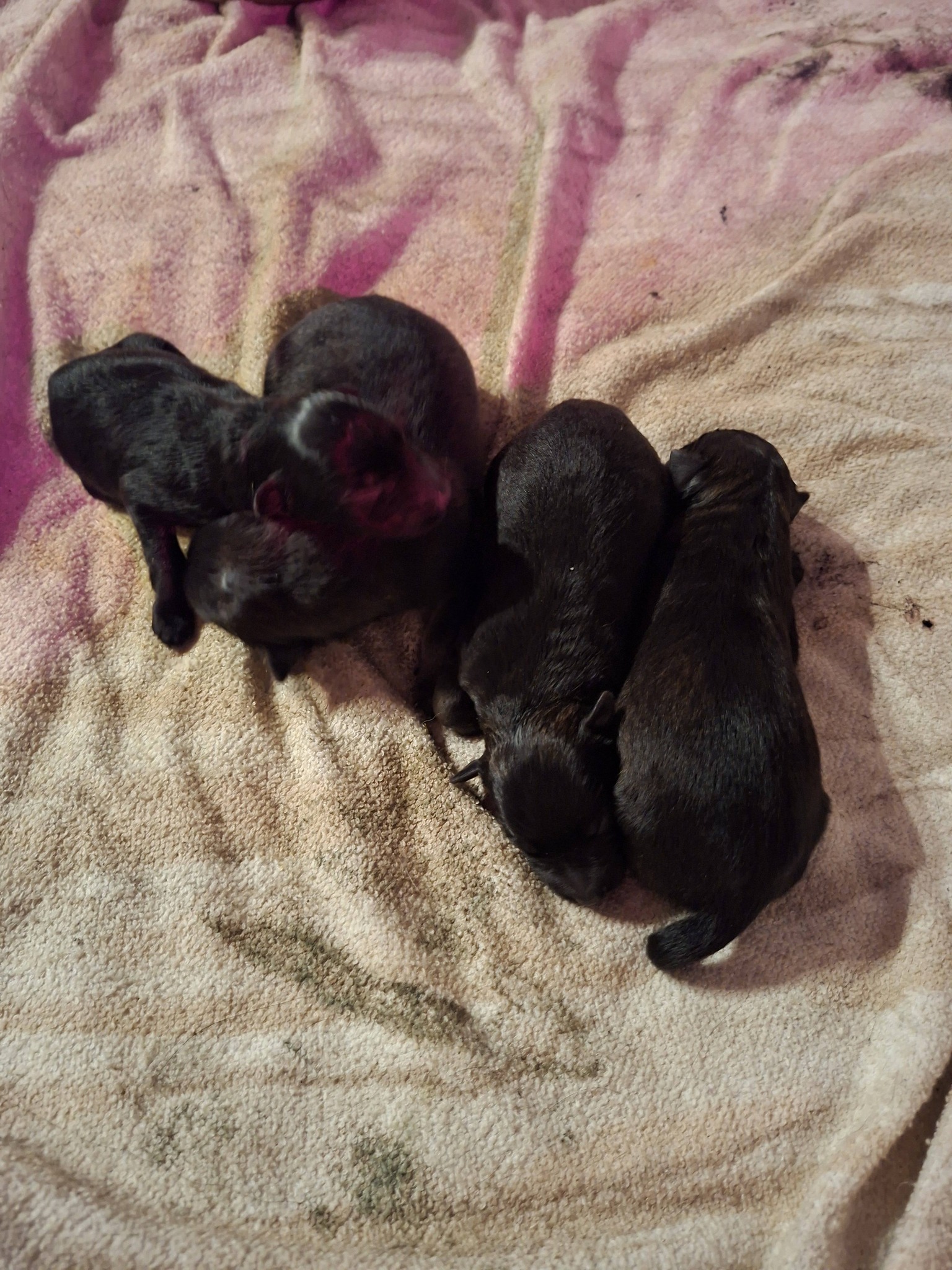 Geburt unseres A-Wurfs