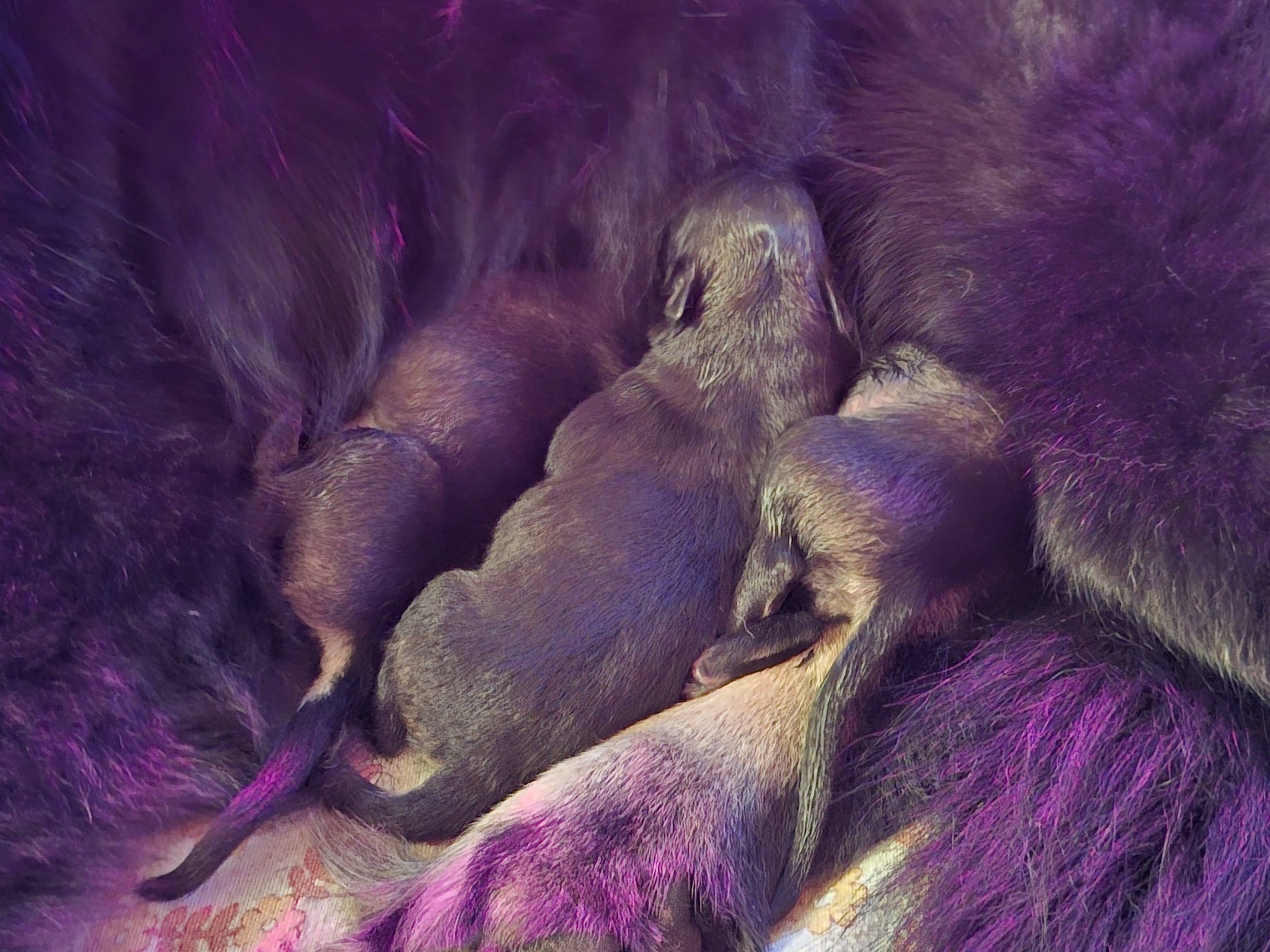 Geburt unseres A-Wurfs