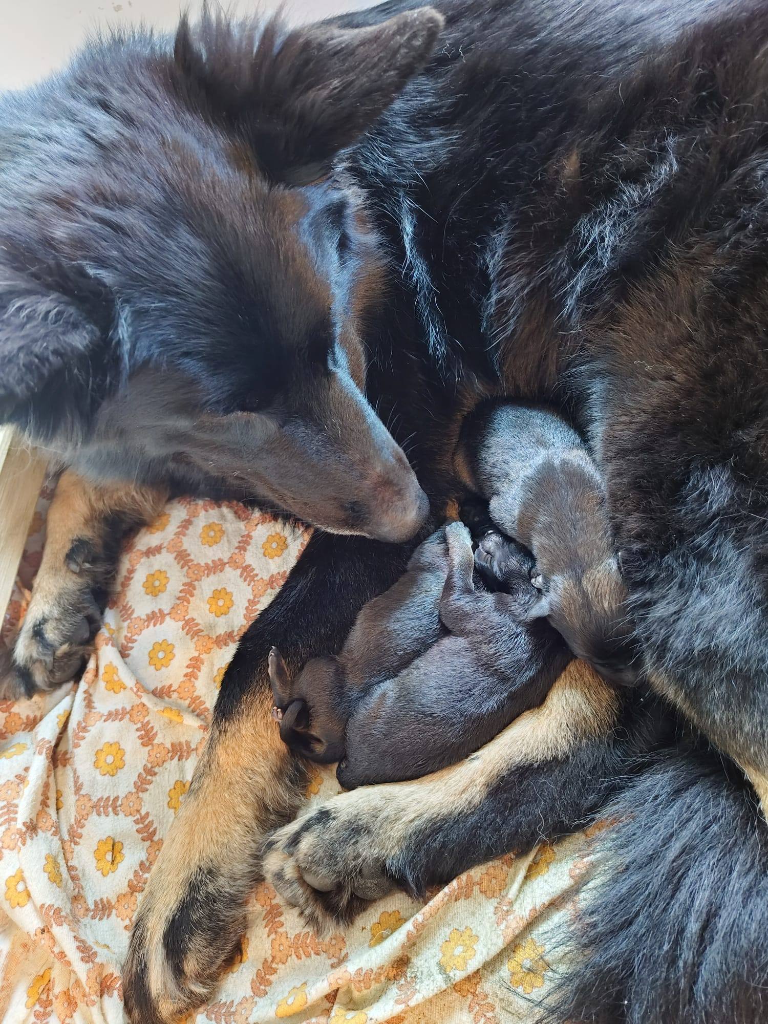 Geburt unseres A-Wurfs