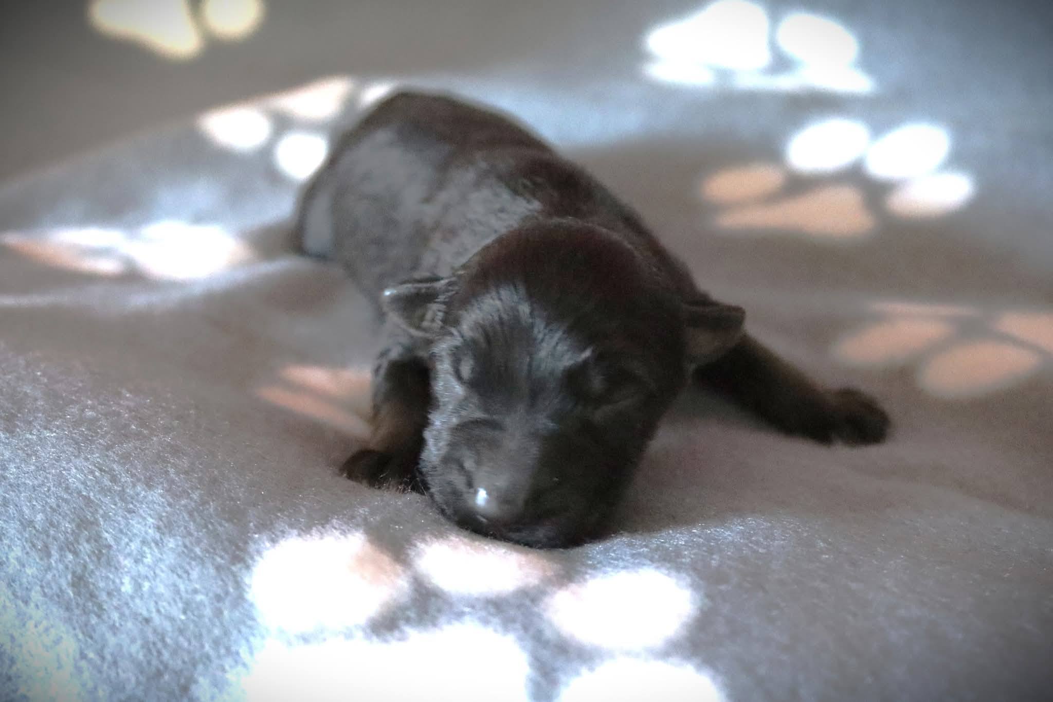 Geburt unseres A-Wurfs