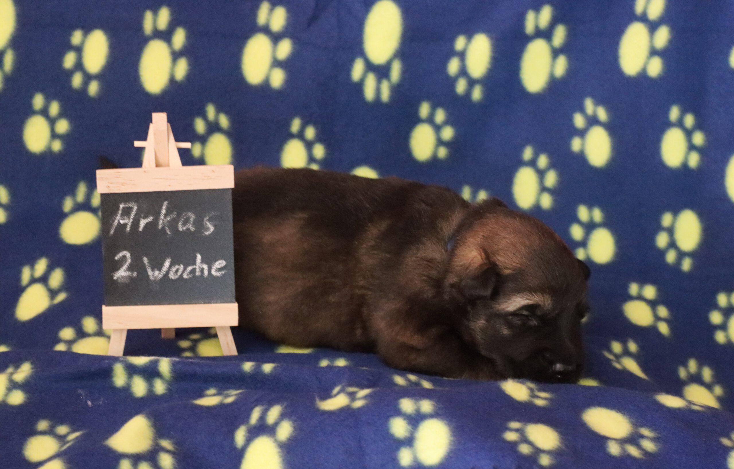 A-Wurf – 2. Woche