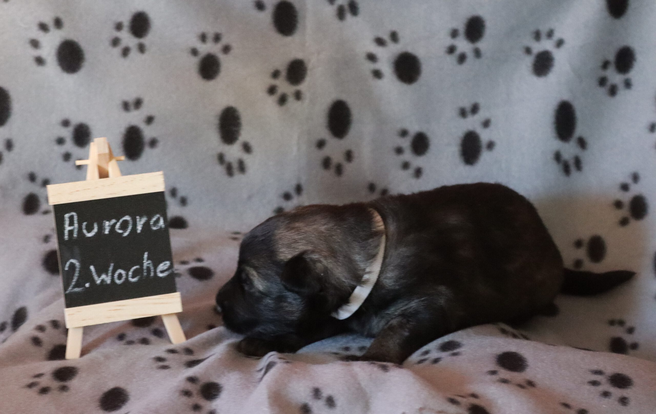A-Wurf – 2. Woche