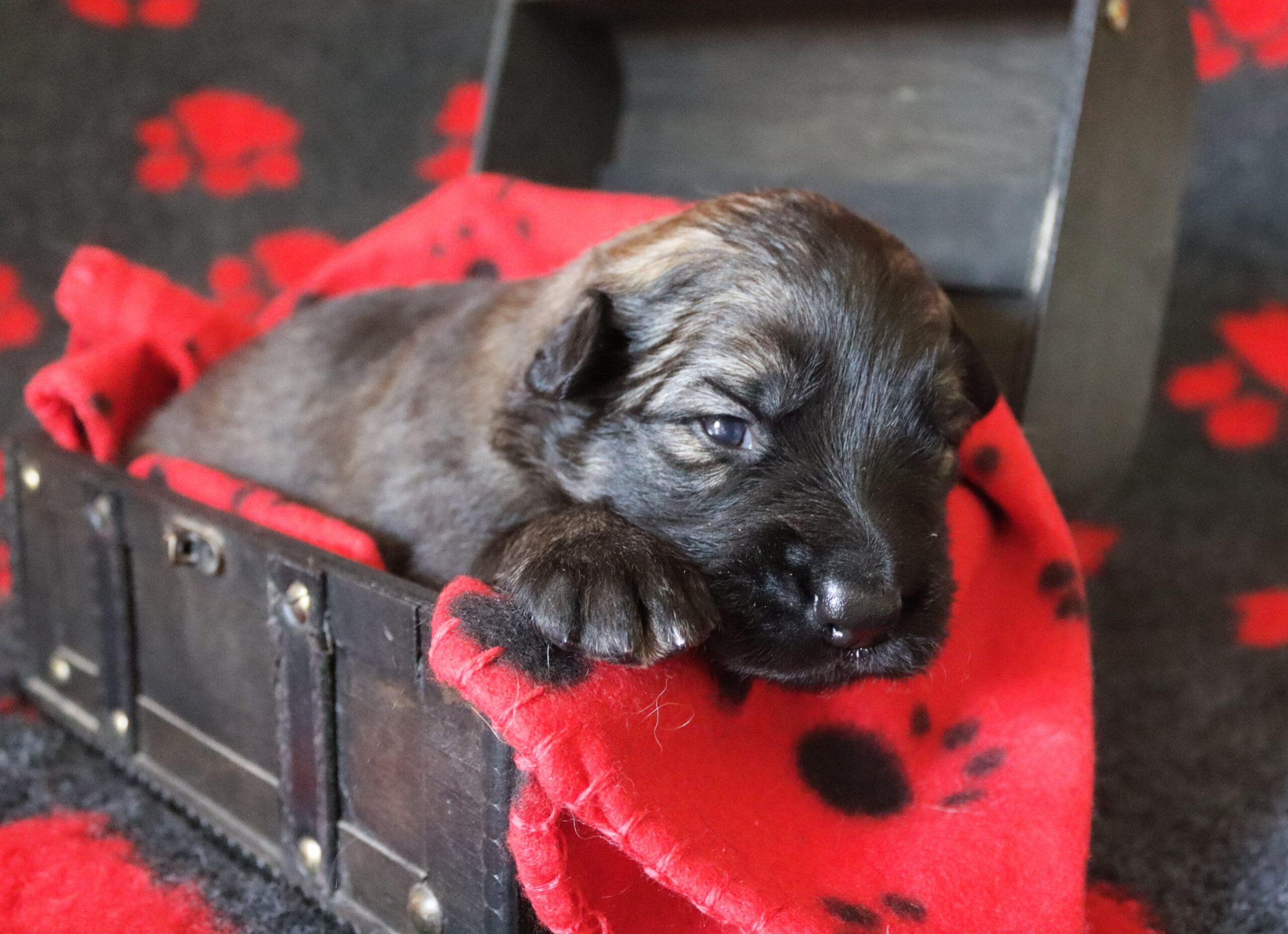 Amazing Dakota – A-Wurf – 3. Woche